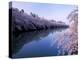 Cherry Blossoms and Moat-null-Premier Image Canvas