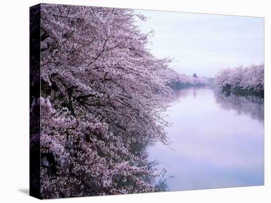 Cherry Blossoms and Moat-null-Premier Image Canvas