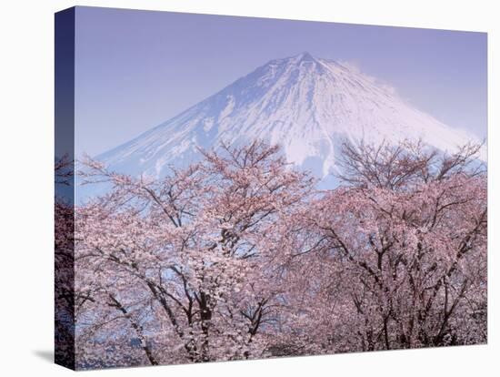 Cherry Blossoms and Mt. Fuji-null-Premier Image Canvas