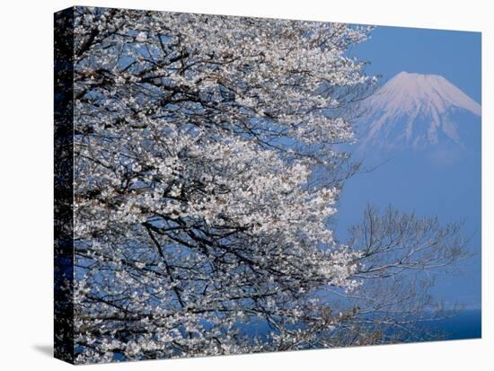 Cherry Blossoms and Mt. Fuji-null-Premier Image Canvas