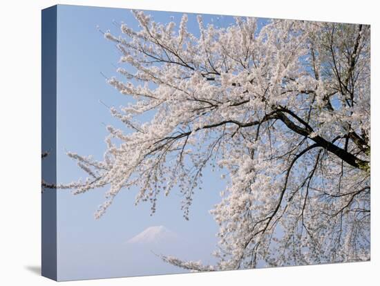 Cherry Blossoms and Mt. Fuji-null-Premier Image Canvas