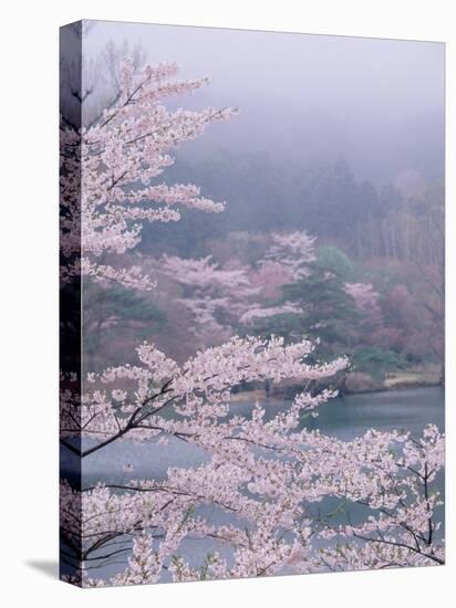 Cherry Blossoms and Pond-null-Premier Image Canvas