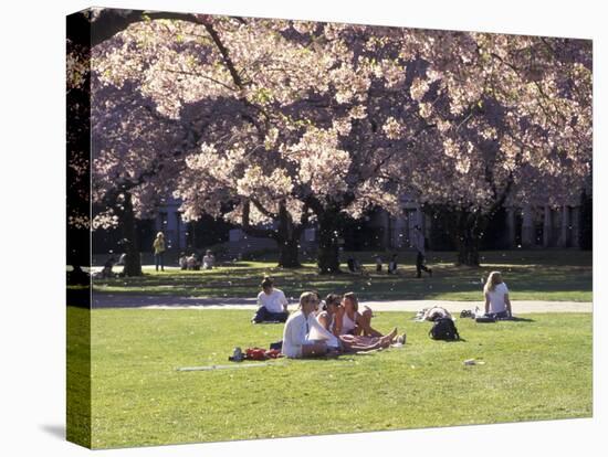 Cherry Blossoms and Trees in the Quad, University of Washington, Seattle, Washington, USA-Connie Ricca-Premier Image Canvas