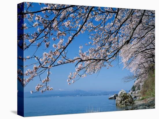 Cherry Blossoms at Lake Biwa-null-Premier Image Canvas