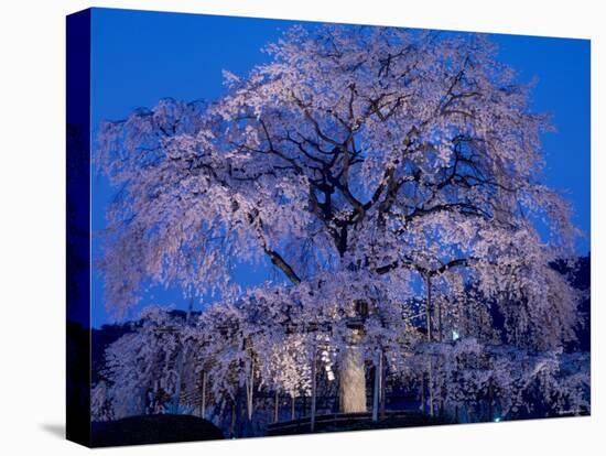 Cherry Blossoms at Night-null-Premier Image Canvas