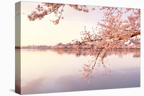 Cherry blossoms at the lakeside, Washington DC, USA-null-Premier Image Canvas