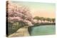 Cherry Blossoms by Tidal Basin-null-Stretched Canvas