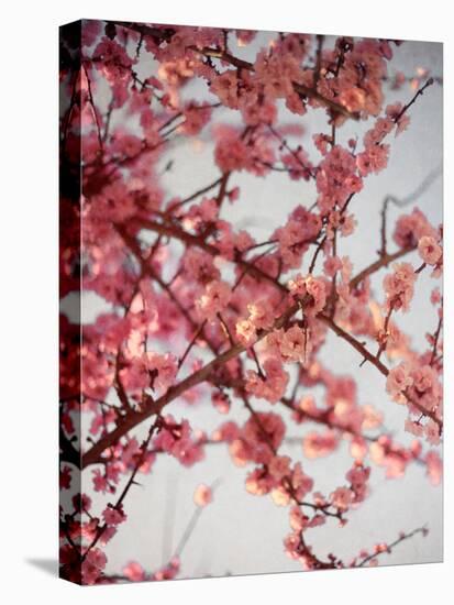 Cherry Blossoms I-Susan Bryant-Premier Image Canvas