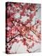 Cherry Blossoms I-Susan Bryant-Premier Image Canvas