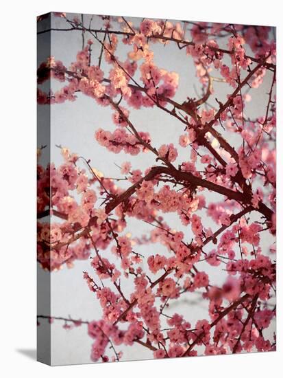 Cherry Blossoms II-Susan Bryant-Premier Image Canvas