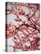 Cherry Blossoms II-Susan Bryant-Premier Image Canvas