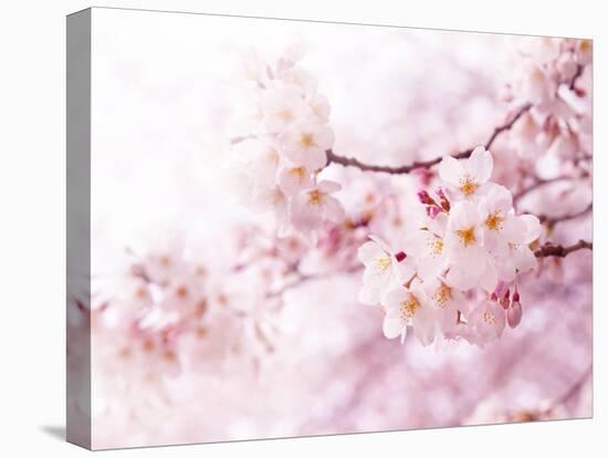 Cherry Blossoms in Full Bloom-landio-Premier Image Canvas