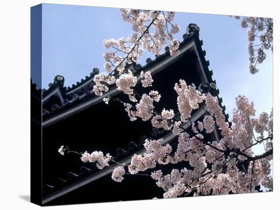 Cherry Blossoms, Matsue Castle, Shimane, Japan-null-Premier Image Canvas