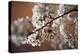 Cherry Blossoms On A Tree Branch At Night In Washington DC-Karine Aigner-Premier Image Canvas