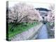 Cherry Blossoms on the Riverbank-null-Premier Image Canvas