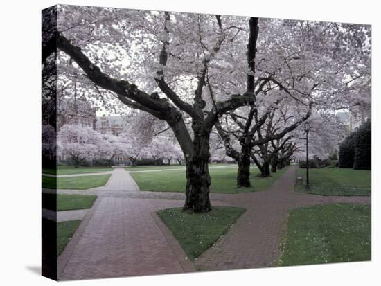 Cherry Blossoms on the University of Washington Campus, Seattle, Washington, USA-William Sutton-Premier Image Canvas