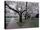 Cherry Blossoms on the University of Washington Campus, Seattle, Washington, USA-William Sutton-Premier Image Canvas