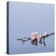 Cherry blossoms on water-John Smith-Premier Image Canvas