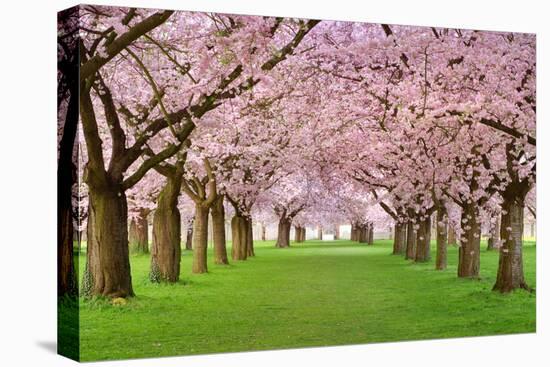 Cherry Blossoms Plenitude-Smileus-Premier Image Canvas
