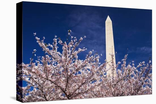 Cherry blossoms under the Washington Monument, Washington DC, USA-Russ Bishop-Premier Image Canvas