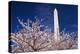 Cherry blossoms under the Washington Monument, Washington DC, USA-Russ Bishop-Premier Image Canvas