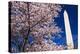 Cherry blossoms under the Washington Monument, Washington DC, USA-Russ Bishop-Premier Image Canvas