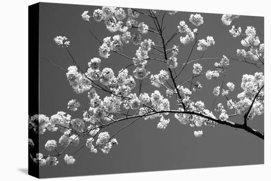 Cherry Blossoms Washington DC USA-null-Premier Image Canvas