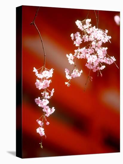 Cherry Blossoms-null-Premier Image Canvas