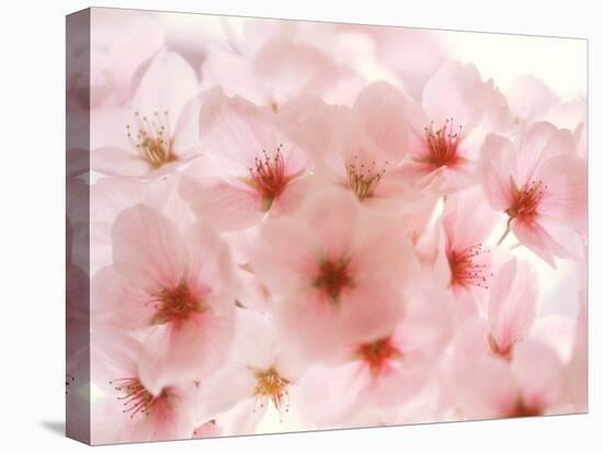 Cherry Blossoms-null-Premier Image Canvas