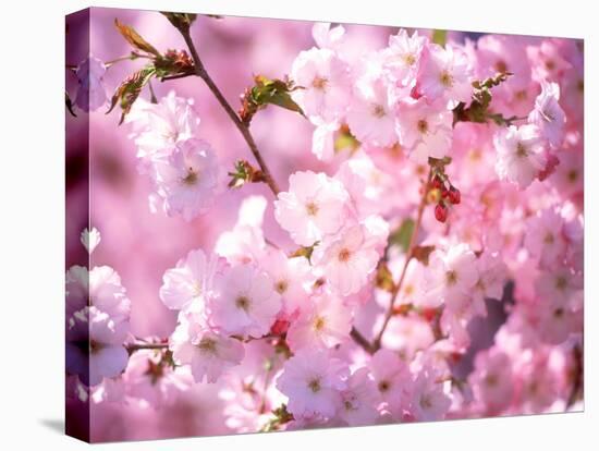 Cherry Blossoms-null-Premier Image Canvas