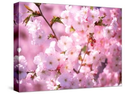 'Cherry Blossoms' Photographic Print - | Art.com