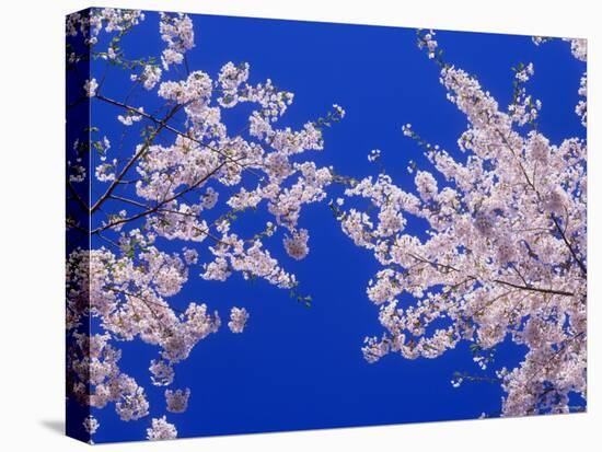 Cherry Blossoms-null-Premier Image Canvas