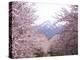 Cherry Blossoms-null-Premier Image Canvas