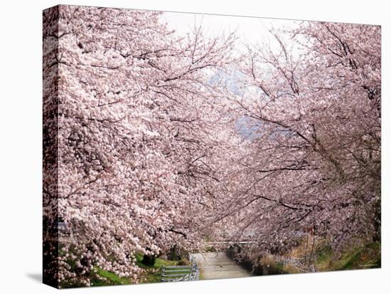 Cherry Blossoms-null-Premier Image Canvas