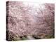 Cherry Blossoms-null-Premier Image Canvas