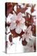 Cherry Blossoms-Jule Leibnitz-Premier Image Canvas