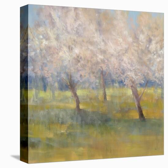 Cherry Blossoms-Simon Addyman-Stretched Canvas