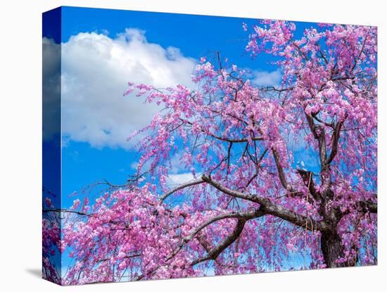 Cherry blossoms-Marco Carmassi-Premier Image Canvas