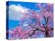 Cherry blossoms-Marco Carmassi-Premier Image Canvas