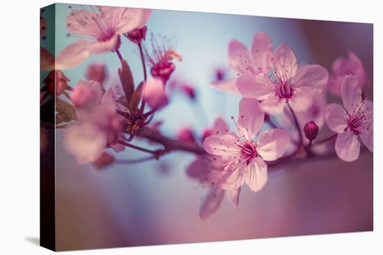 Cherry Blossums 1-Philippe Sainte-Laudy-Premier Image Canvas