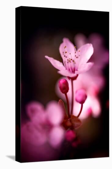 Cherry Blossums 3-Philippe Sainte-Laudy-Premier Image Canvas