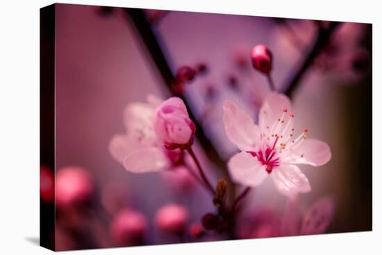 Cherry Blossums 4-Philippe Sainte-Laudy-Premier Image Canvas
