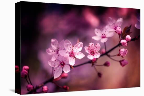 Cherry Blossums 5-Philippe Sainte-Laudy-Premier Image Canvas