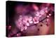 Cherry Blossums 5-Philippe Sainte-Laudy-Premier Image Canvas