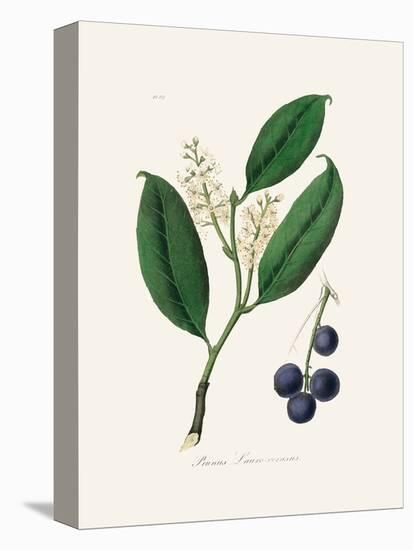 Cherry Laurel (Prunus Laurocerasus) Medical Botany-John Stephenson and James Morss Churchill-Premier Image Canvas