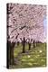 Cherry Orchard Blossoms-Lantern Press-Stretched Canvas