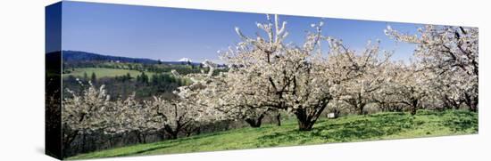 Cherry Orchard, Oregon, USA-null-Premier Image Canvas