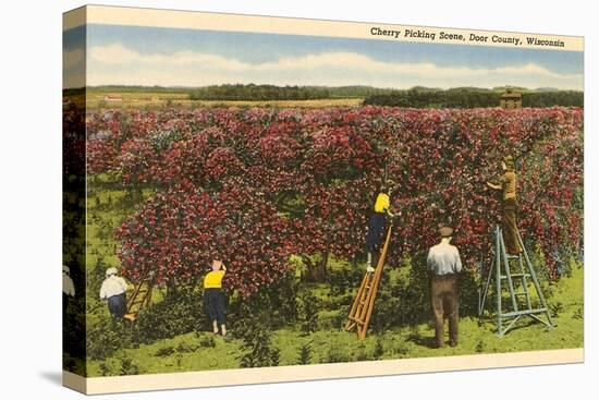 Cherry Picking, Door County, Wisconsin-null-Stretched Canvas