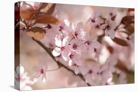 Cherry Plum, Prunningus Cerasifera, Blossoms, Blossoming-David & Micha Sheldon-Premier Image Canvas