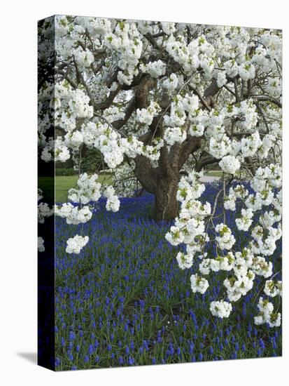 Cherry tree blooming over Muscari armeniacum-Clive Nichols-Premier Image Canvas